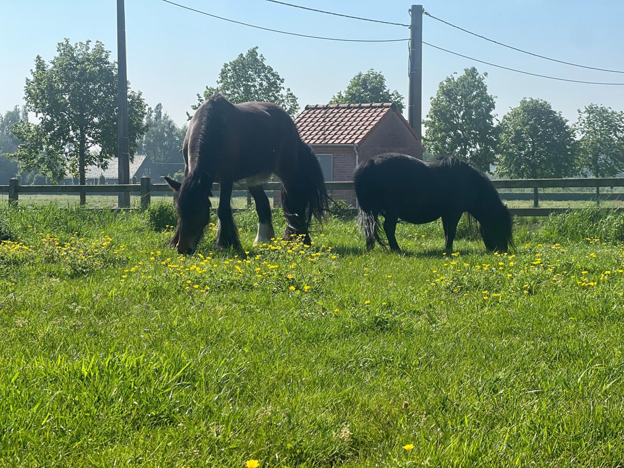 B&B Deso Zonnebeke Dış mekan fotoğraf
